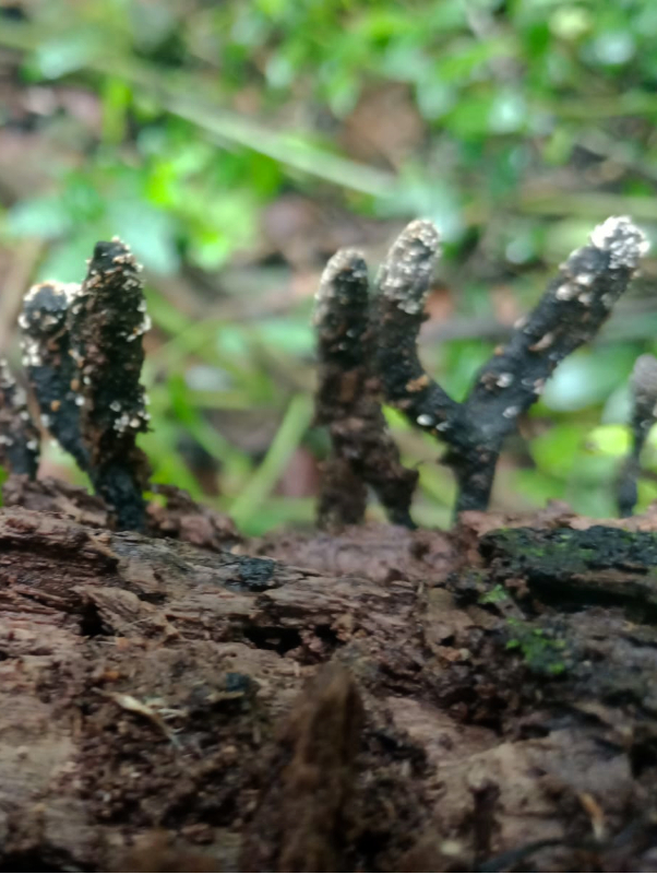 The valuable natural treasure protected by El Morado.